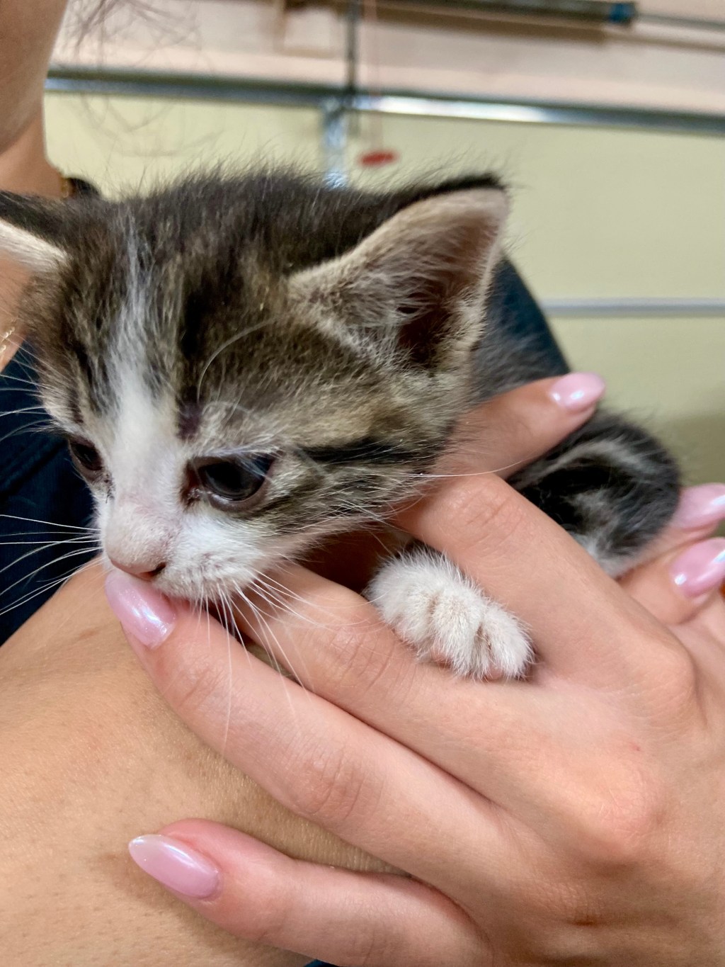 From Dog Lover to Cat Adopter: There Enough Love for&nbsp;Both!