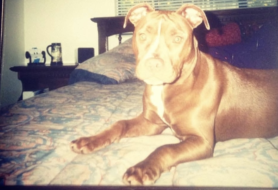 July: Meet Our Beloved Pets: A Heartfelt&nbsp;Journey